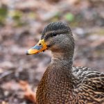 国语自产拍在线观看50页 6ya6esz