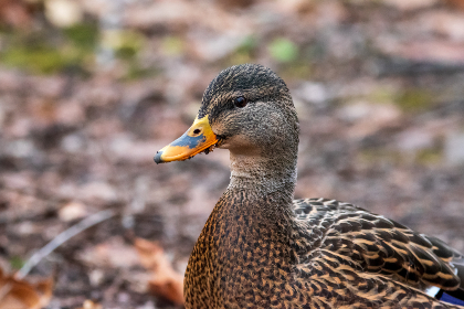 国语自产拍在线观看50页 国语自产拍在线观看50页