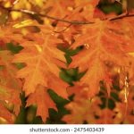 爸爸抱着我压着我 86e8yyi