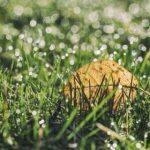 成·人免费午夜视频樱桃视频 abm19mo