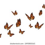 大米星球在线观看入口官网,大米星球网 epyry6