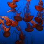 国产在线精品一区二区不卡 jo3d9humxv