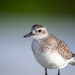 在线A免费观看网站 n3izd9