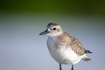 在线A免费观看网站 在线A免费观看网站