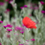 优质欧美gv在线观看 omtrdh43g