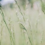 全面解析樱花动漫网站官网及其imomo功能介绍 iq7do74j