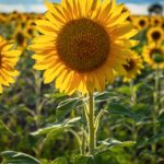 《缘之空》中最炸裂的那一集究竟是哪一集? yr0dhv