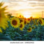 探索二次元巡礼圣地网站:动漫迷的梦想之旅 4ctax