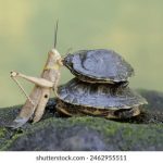 探索百度ACG文化:动漫、游戏与二次元的奇妙世界 4gecrldic