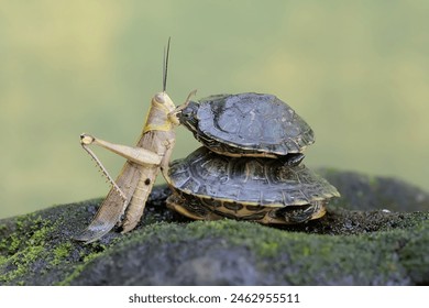 探索百度ACG文化:动漫、游戏与二次元的奇妙世界 探索百度ACG文化:动漫、游戏与二次元的奇妙世界