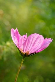 我的漂亮的女房东电影:一段温馨浪漫的邻居爱情故事 我的漂亮的女房东电影:一段温馨浪漫的邻居爱情故事