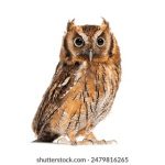 探索海角2023:畅游海洋与自然的奇妙之旅 b2pw3