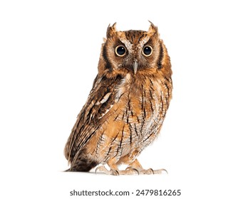 探索海角2023:畅游海洋与自然的奇妙之旅 探索海角2023:畅游海洋与自然的奇妙之旅