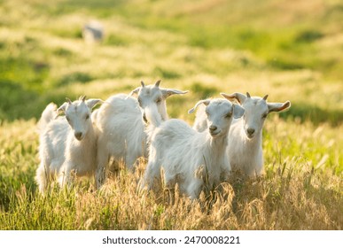 探索二点五次元测量仪的应用与技术优势 探索二点五次元测量仪的应用与技术优势