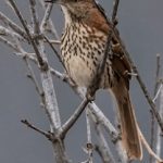 我的狐仙女友 动漫:奇幻爱情与妖怪世界的浪漫冒险 gct69te5