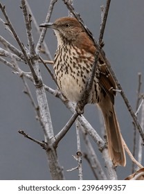 我的狐仙女友 动漫:奇幻爱情与妖怪世界的浪漫冒险 我的狐仙女友 动漫:奇幻爱情与妖怪世界的浪漫冒险