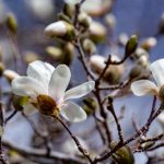 探索JMComic.MIC2.0:全新漫画体验与创作平台 jb963o62