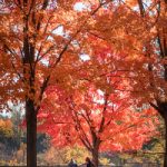 探索纽约时报中文网官网:获取全球新闻与深度报道 sn37ee9rh