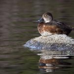 探秘午夜剧场入口:揭开神秘夜幕下的故事 svecin2ro1