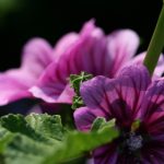 探索JMComic Now:最新漫画动态与精彩推荐 w7k85v